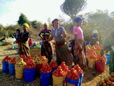 Selling Tomatoes by the Highway