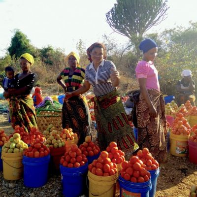 Selling Tomatoes by the Highway