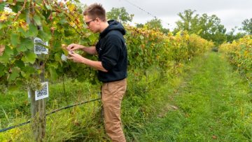 Hunter Adams in vineyard