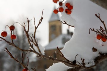 McGraw Tower behind snow covered tree