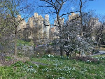 Central Park in New York City