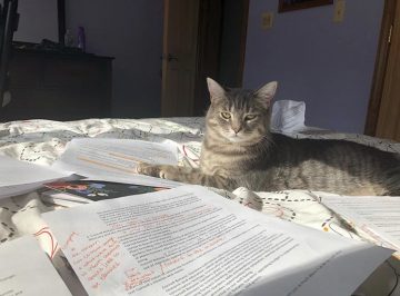 Allura the cat laying on papers
