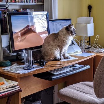 Whiskey the cat on a desk