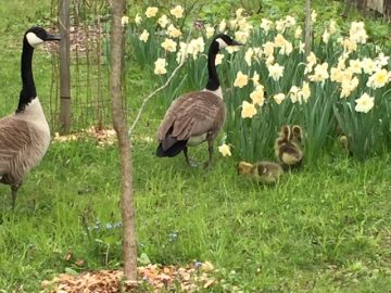 Geese at the Cornell Arboretum