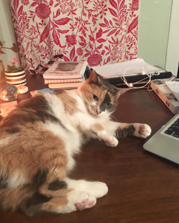 Neko the cat on a desk