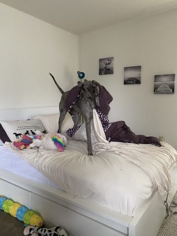 Dog destroying bed