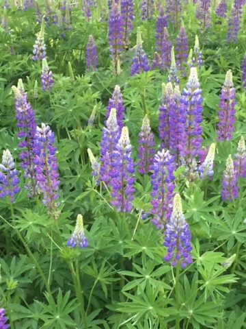 Lupine flowers at the Lab of Ornithology