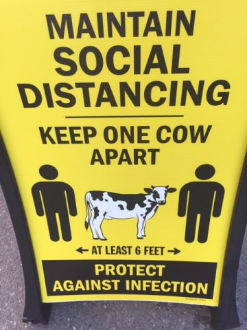 Poster with a cow standing between two people with the text "Maintain social distancing: Keep one cow apart. Protect against infection."