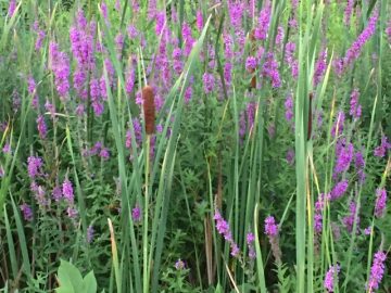 Purple flowers