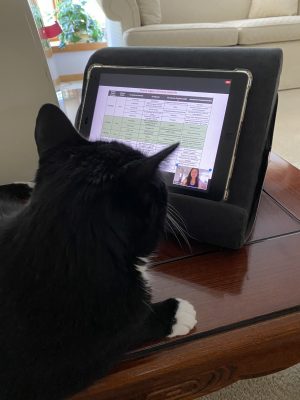 Elena Michel's family cat watches her defense presentation on Zoom.