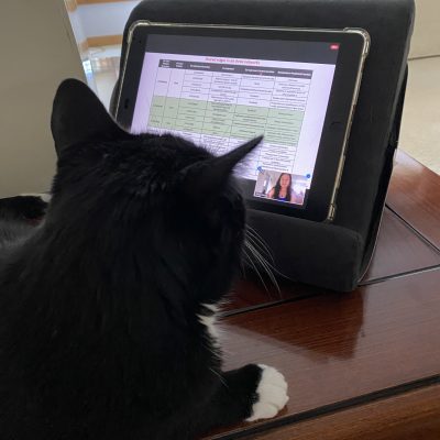 Elena Michel's family cat watches her defense presentation on Zoom.