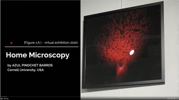 Screenshot of [Figure 1.A.] virtual exhibition 2020: Home Microscopy by Azul Pinochet Barros, Cornell University, USA