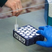 Person puts swab in sample tray for COVID testing, held steady by a site worker's gloved hand.