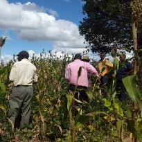 Farm workers in a field