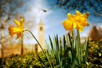 Daffodils with McGraw Tower in the background