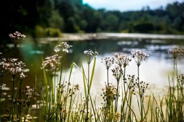 Beebe Lake