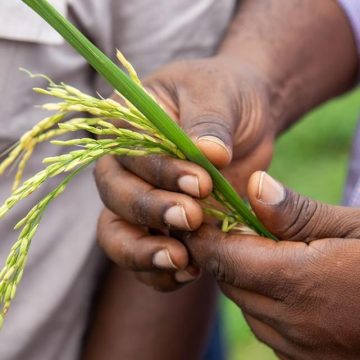 Researchers hold a rice plant