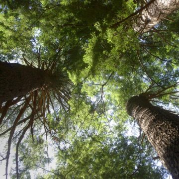 An upward view of trees