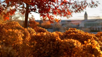 Autumn leaves in the foreground with Cornell and McGraw Tower in the background