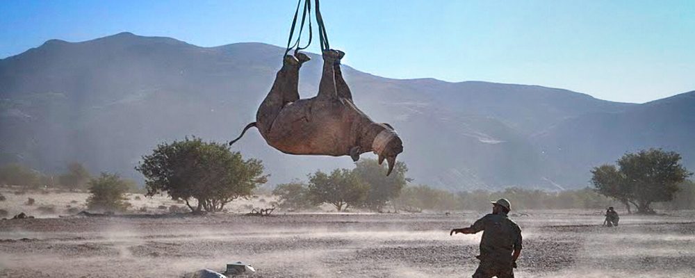 A rhino is suspended upside down by its feet