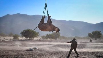 A rhino is suspended upside down by its feet