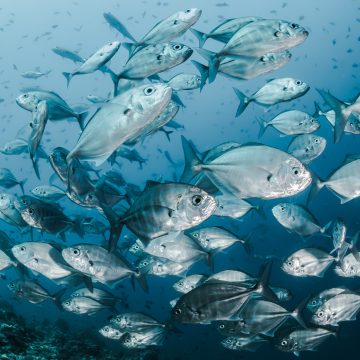 Fish swimming underwater