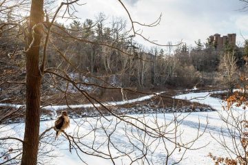 A hawk sits on a tree branch with Beebe Lake in the background