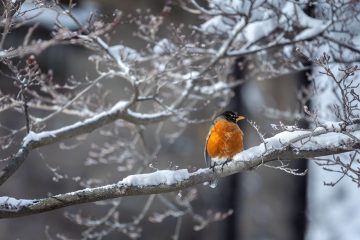 A robin perches on a snow-covered branch.