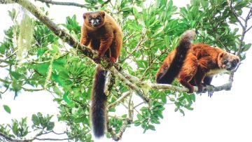 Red-bellied lemurs