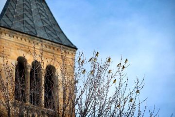 Birds perch in a tree in front of McGraw Tower