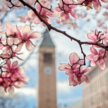Magnolias blossom in the foreground with McGraw Tower in the background