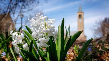 Flowers bloom in the foreground with McGraw Tower in the background