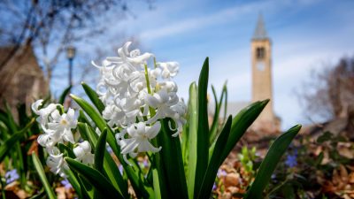 Flowers bloom in the foreground with McGraw Tower in the background
