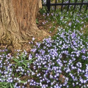 Flowers bloom at the base of a tree.