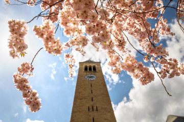 Flowers blossom in front of McGraw Tower