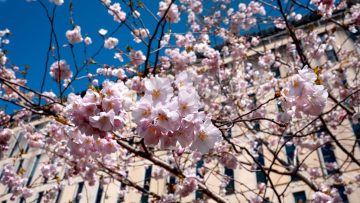 Flowers bloom in front of Olin Library