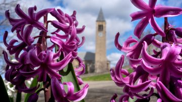 Flowers frame McGraw Tower