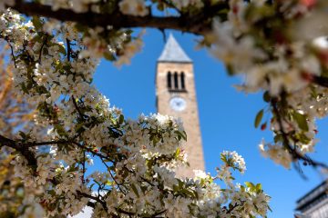 White flowers frame McGraw Tower