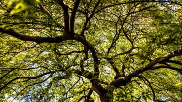 The view upward from underneath a maple tree