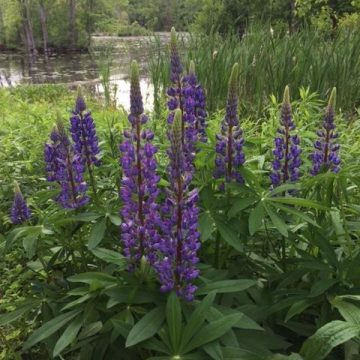 Purple flowers bloom at the Lab of Ornithology