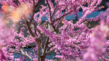 A bird perches in a tree with blooming pink flowers