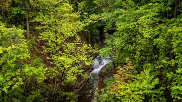 Cascadilla Creek is enshrouded in green leaves.