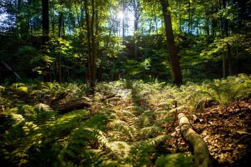 Ferns and trees at the Cornell Botanic Gardens