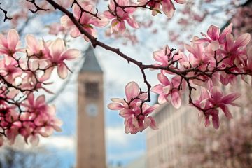 Magnolia trees in bloom near McGraw Tower in spring
