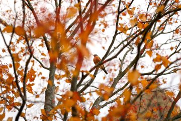 A robin sits in a tree on Libe Slope.