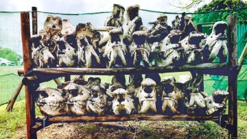 Rhino skulls collected in South Africa