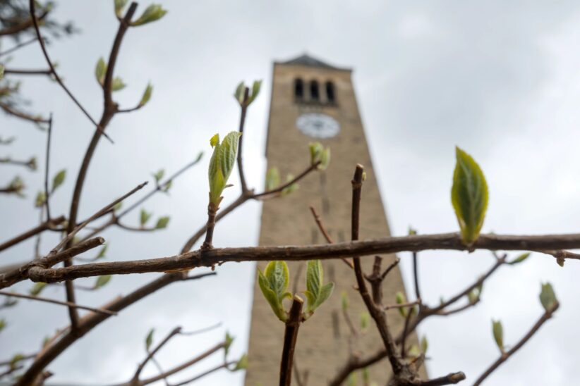 Leaves sprout near McGraw Tower.