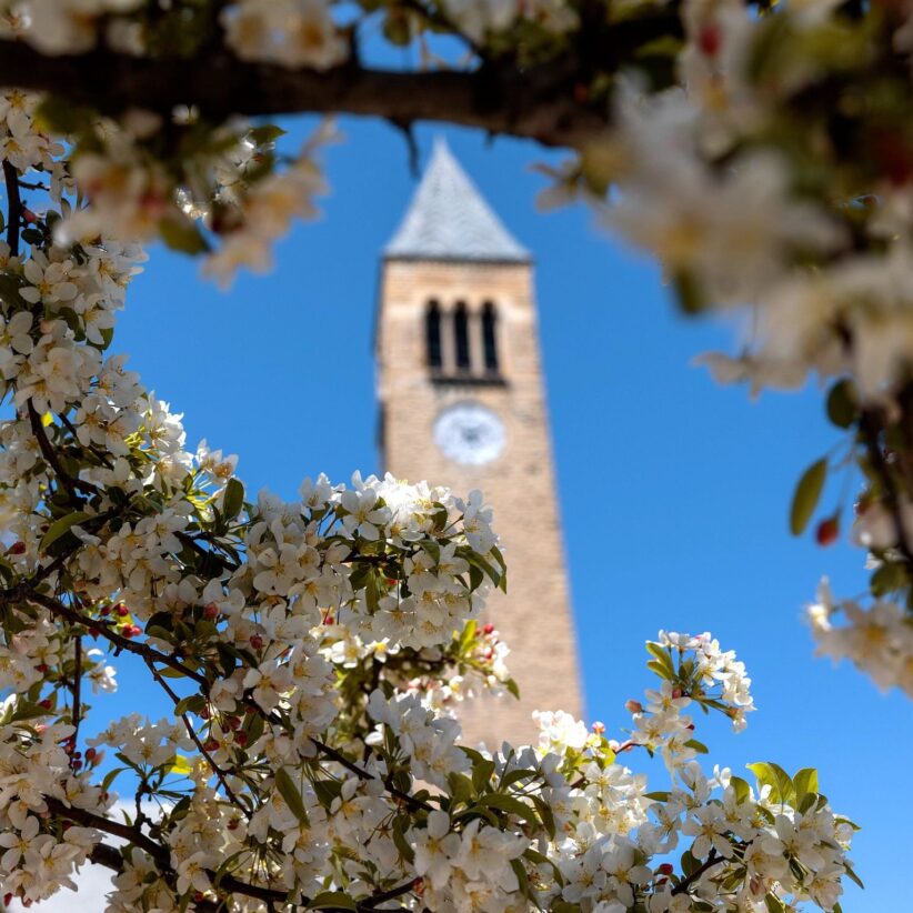 Spring blossoms frame McGraw Tower.