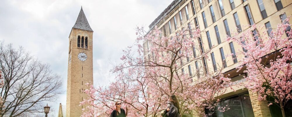 Trees with pink blossoms in front of building with clock tower in background