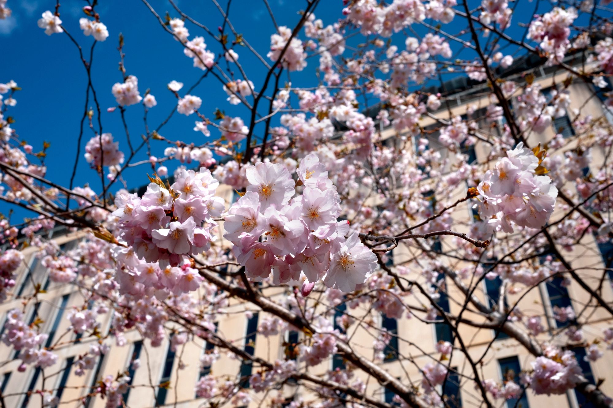 Fresh spring flowers bloom at Olin Library.